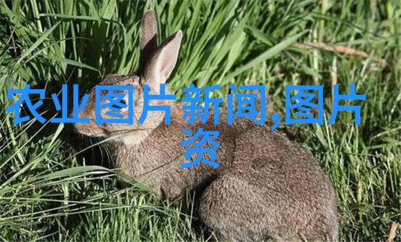 农业种什么短快最赚钱-一亩地上的金子揭秘快速高收益的现代农作物