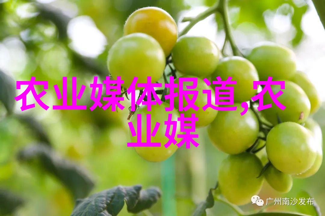 白玉蜗牛-守护时光的守护者白玉蜗牛的诗意生活