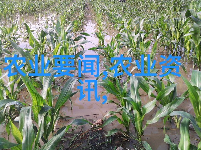 探秘六大基本茶叶种类红茶是如何制作的