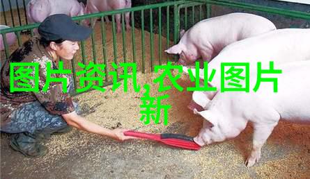 海南热带果蔬的金钱树哪些作物最赚钱种植