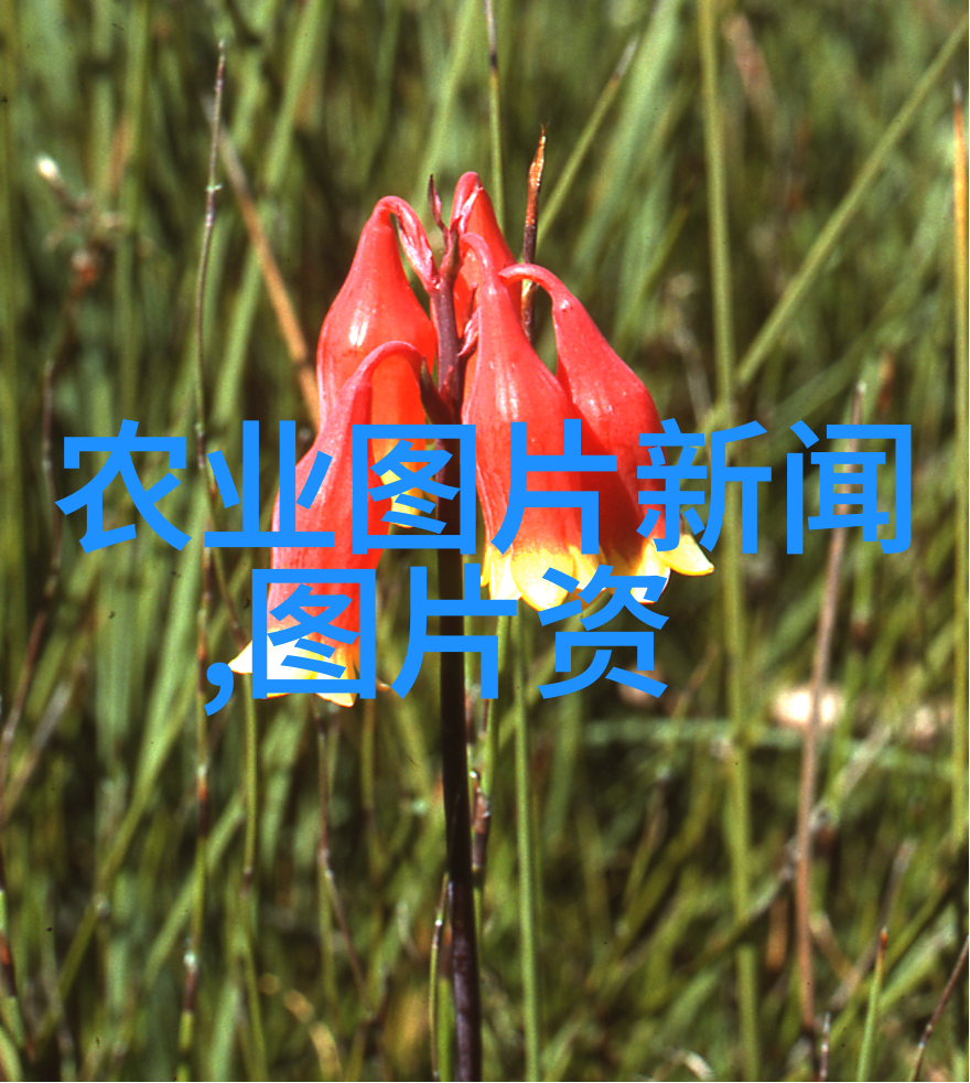 蜂王之路如何通过一箱蜂分三箱蜂增强生态系统