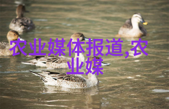 山西天然条件下的石斛种植技巧