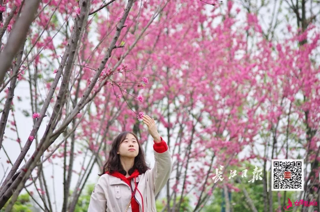 花海风景欣赏全球各地美丽的花卉图片