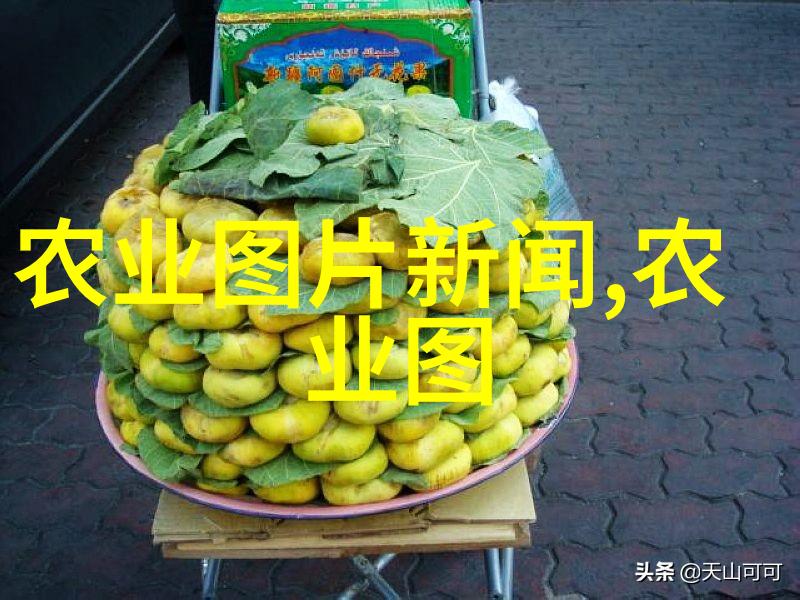 洛阳洛宜路上法桐林中遭毁苗木花卉基地的悲剧