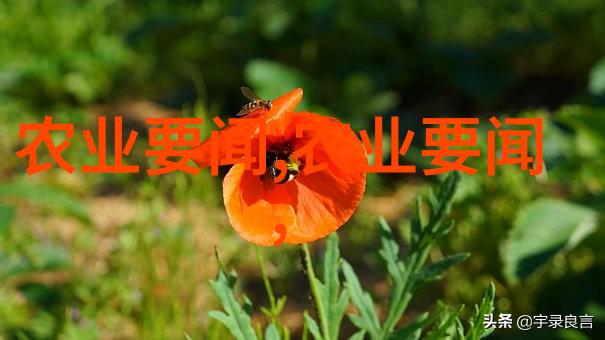 怎样为鸽子提供理想的栖息环境