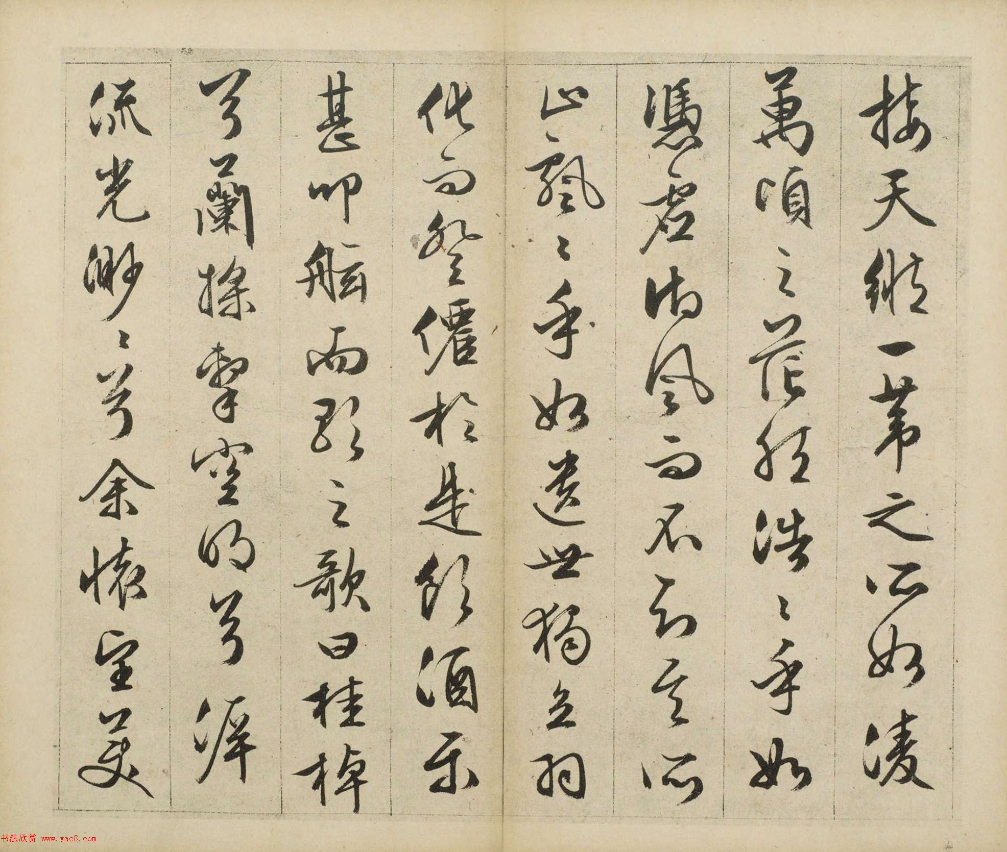 金线莲之谜20000一斤的珍贵与传说