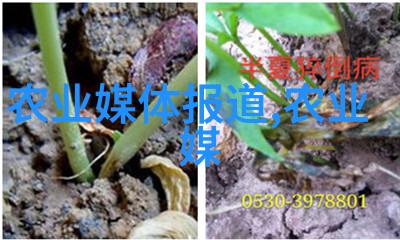 蔬菜批发市场蔬菜大宗交易