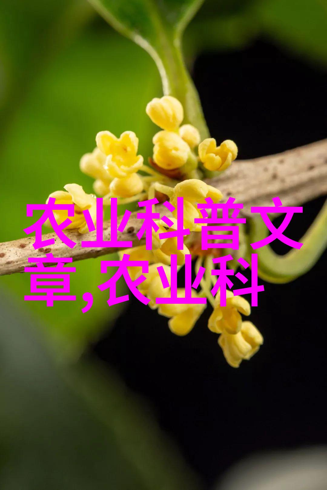 种什么水果生长快又好吃亲测这几种超级省心的选择