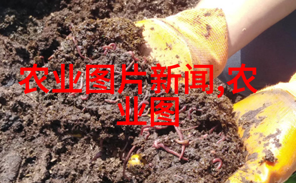 湖南新五丰之谜失落的粮仓与隐藏的秘密