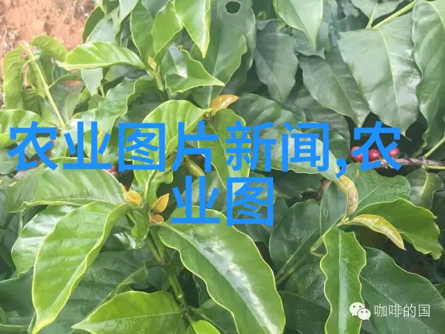 茶香缤纷六大茶类知识探秘