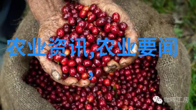 无土栽培有机蔬菜我来教你怎么在家里自己种出色香味俱佳的绿叶蔬菜