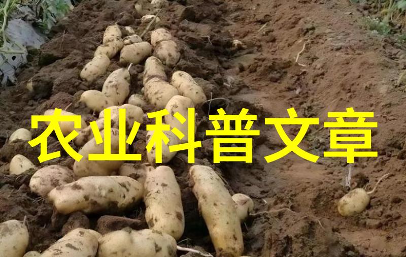 国家乡村振兴局前三季度我国脱贫攻坚成果持续