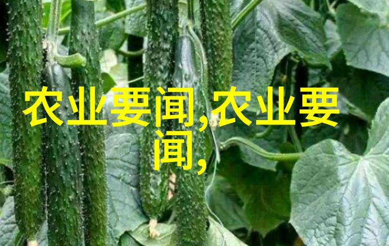 文化传承者我们应该如何保护和推广中国独有的高山毛峰文化