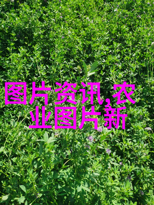 深度探索水平定向钻机技术与应用的前景与挑战