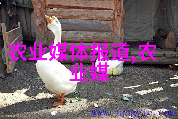 茶花养护茶花的养护技巧与挑战