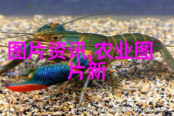 花卉价格一览表详细花卉种类与市场价格对比