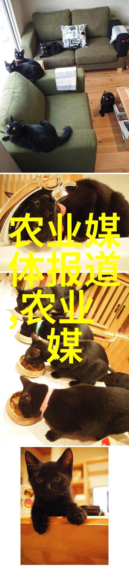 播播四房我在租房的奇妙冒险中遇见了它