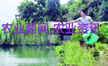 我和芸薹的故事芸薹你是我的小绿意