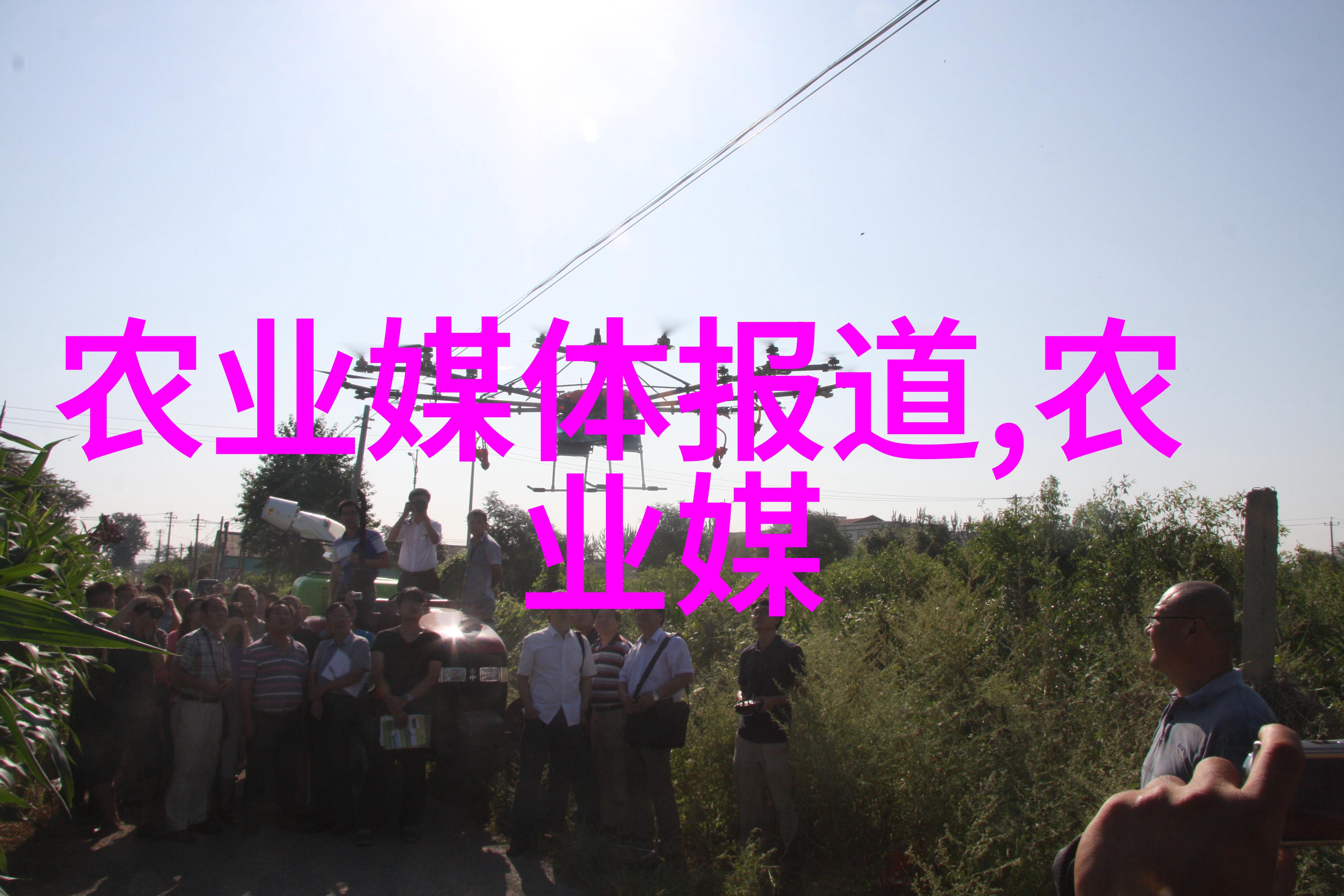绿意盎然苗木之美与多样性