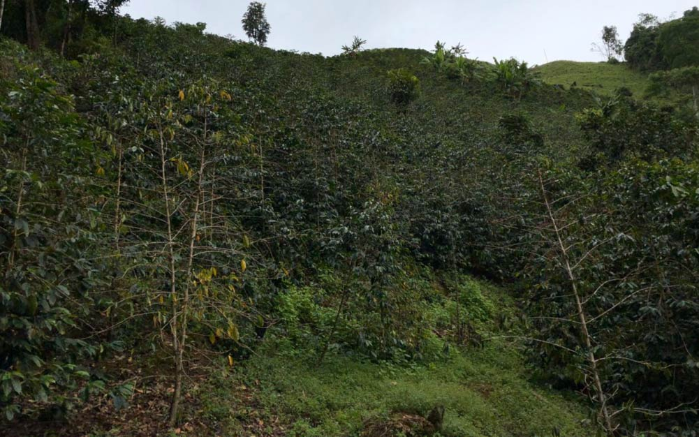 现代农业奇迹科技助力提高土地利用效率和收入潜力