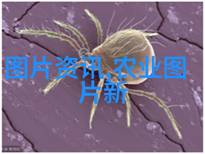 蒜苔之谜背后的市场漩涡与价格秘密