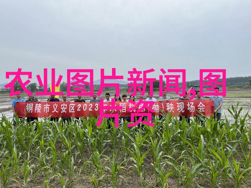 桑黄种植的智慧揭秘其可靠性