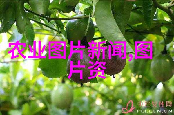茶韵悠扬探秘各种各样的茶及其健康益处