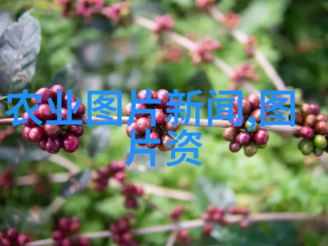 猪群里的智慧探秘养猪业的创新之旅