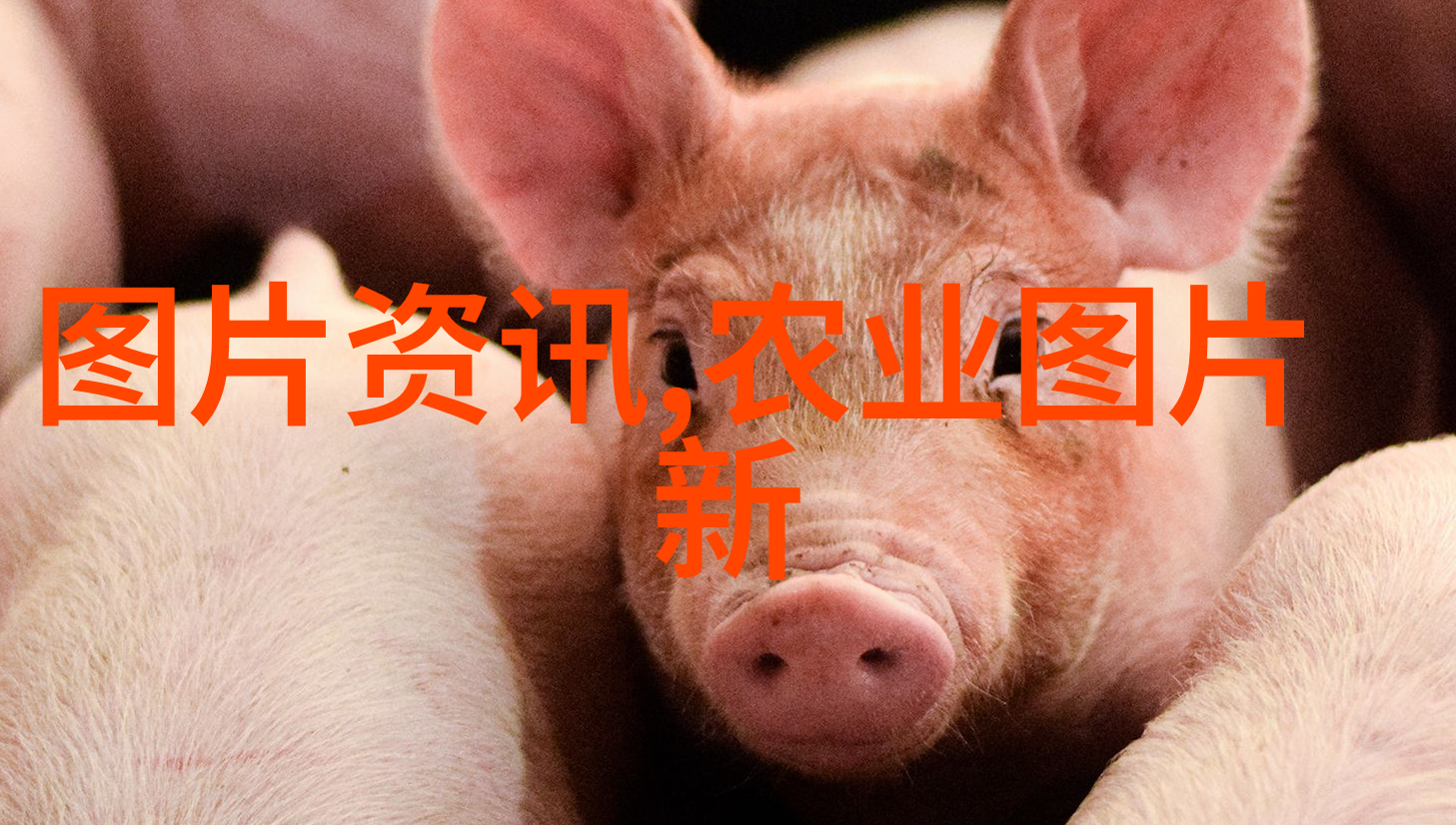 苗木报价单-绿意盎然的园林装饰精选树种与优惠价格