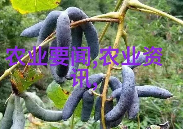 快速致富的药材种植选择利润高效益显著的中草药