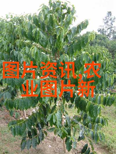 我们应该如何处理和储存收获后的多年的播种材料