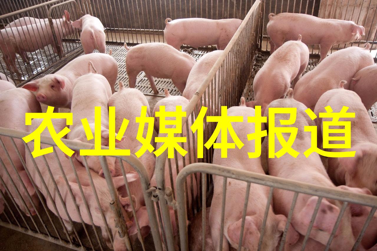 茶文化包括种茶吗我是如何在一壶好茶中探索种类的秘密