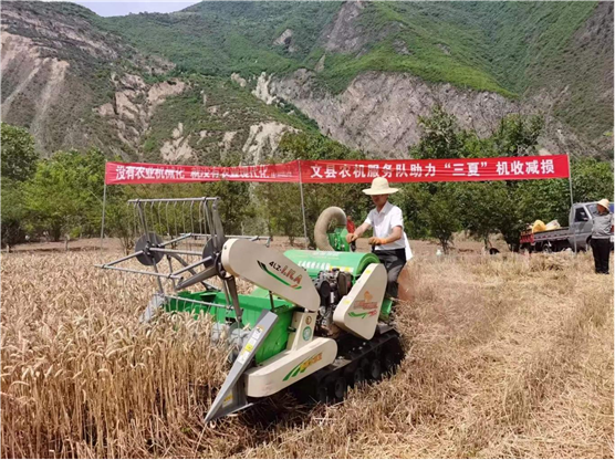 常见绿化苗木品种园艺树木种类