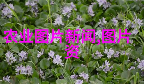 黄瓜种植技巧全解析从选品到收获的每一步