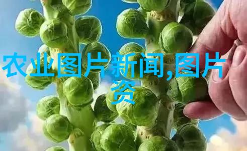 绿色采摘智慧加工一年可收中的创新技术