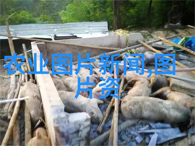 释迦果种植条件和区域佛教文化中的重要作物