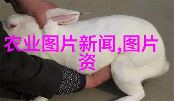 环保家居 10朵清新香气低维护需求的室内外兼顾植物选择指南