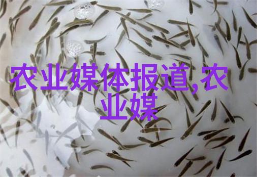 车速快多肉的百合我在超市里发现了一个奇迹快乐的百合