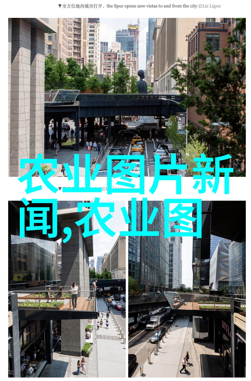 回顾15年花椒树的市场价格走势