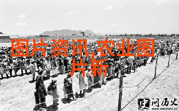 红薯叶-采摘的秘密红薯叶中的营养宝藏与美食应用