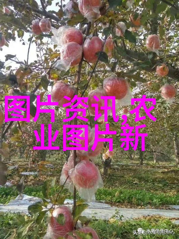 智慧之园选择理想的家畜