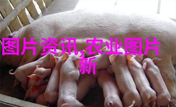 我爱家居阳台上的甜品亲自种的水果让邻里羡慕