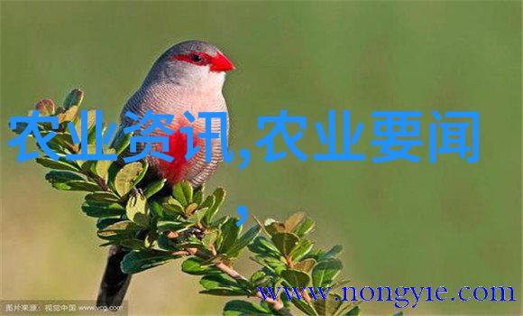12公分彩叶豆梨树苗价格全解析种植小窍门与市场走势