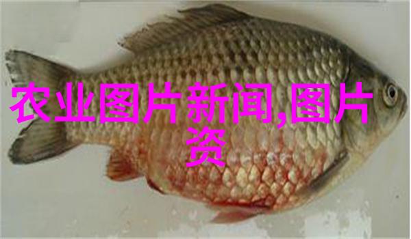 黄粉虫养殖技术研究与实践探索昆虫食品的未来前景