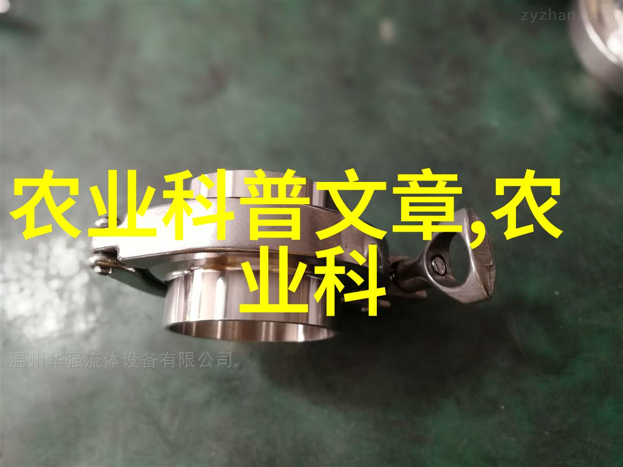 主题-千头椿的金色十字10公分千头椿价格探秘