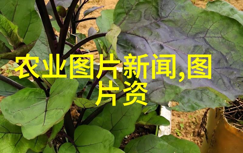 什么是高效的牛群管理策略