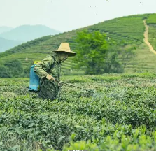 中药产业-未来发展哪些中药材种植具有明亮前景