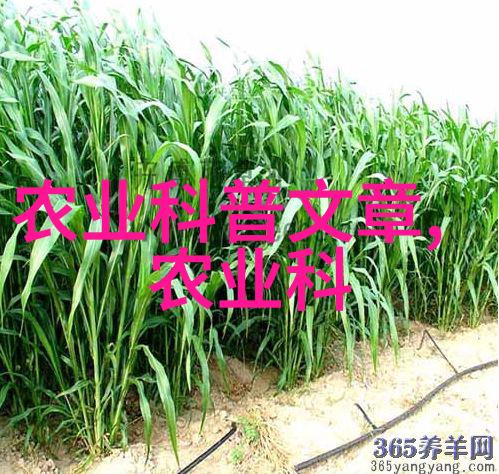 秋冬季节换个角度花卉种植的方案不养叶子却能享果探秘常见盆栽果树美景