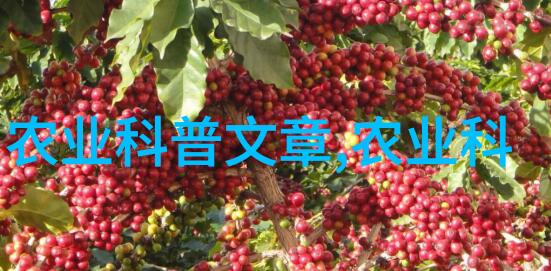 无需精心照料的果树野生之美与挑战