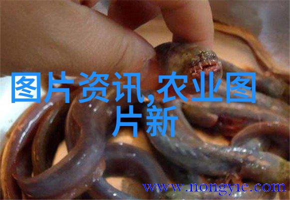 种植业宝典揭秘高效可持续的优质项目
